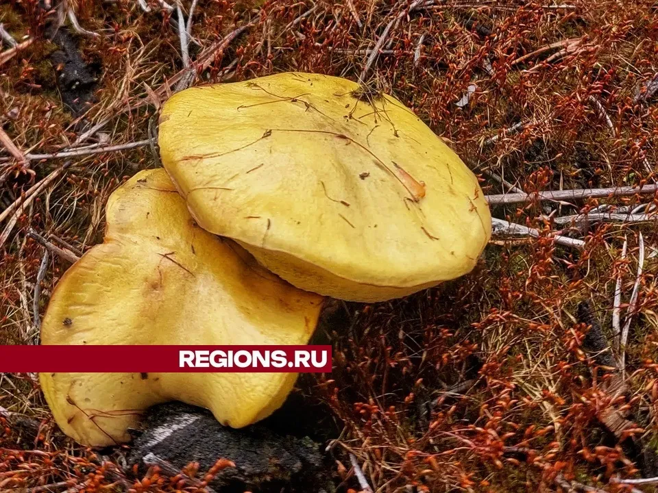 Фото: Василий Потапов