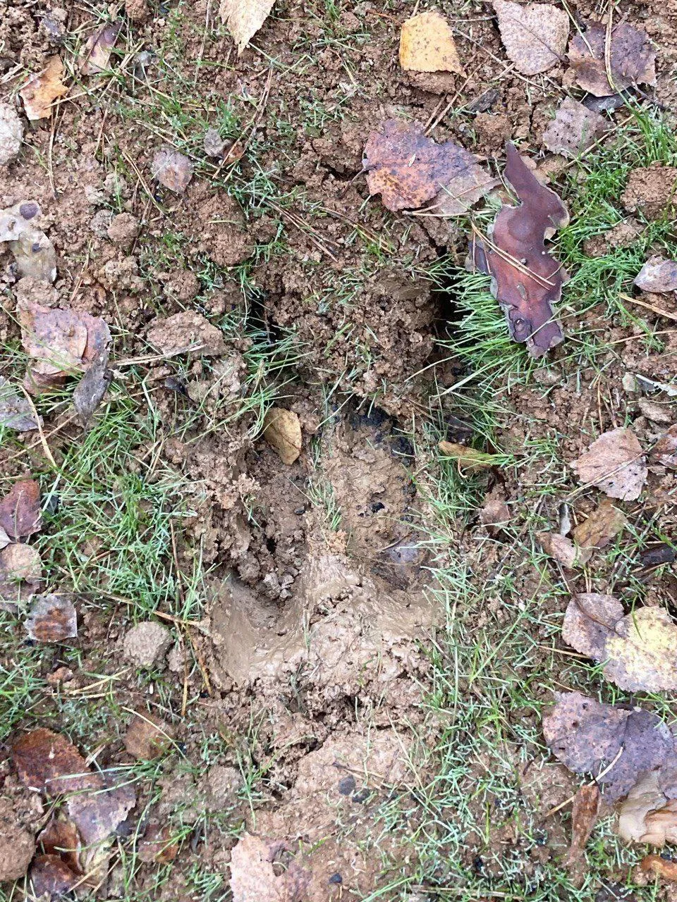 Фото: Истра, буря, безумие / Telegram