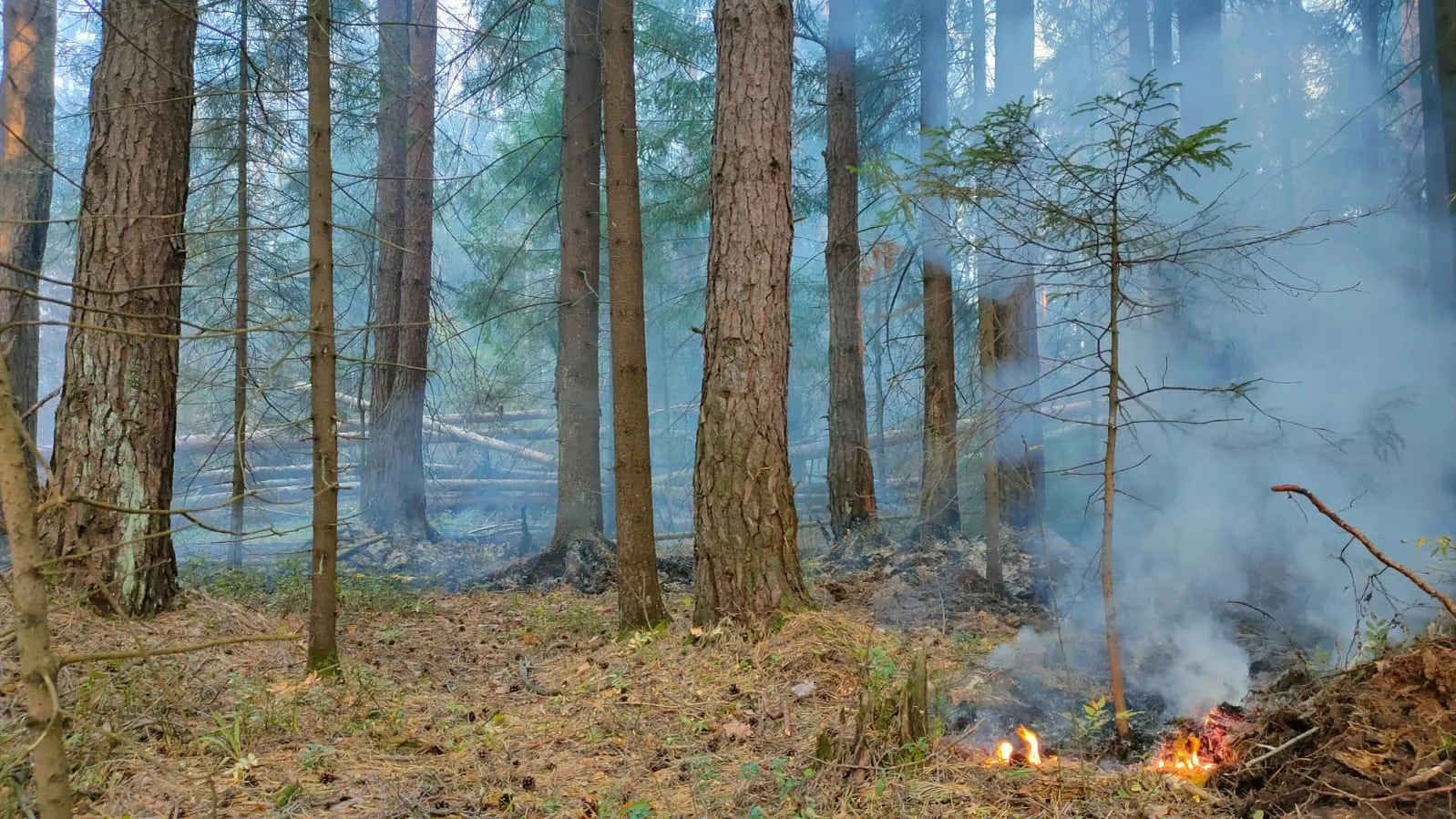 Комитет лесного хозяйства Московской области