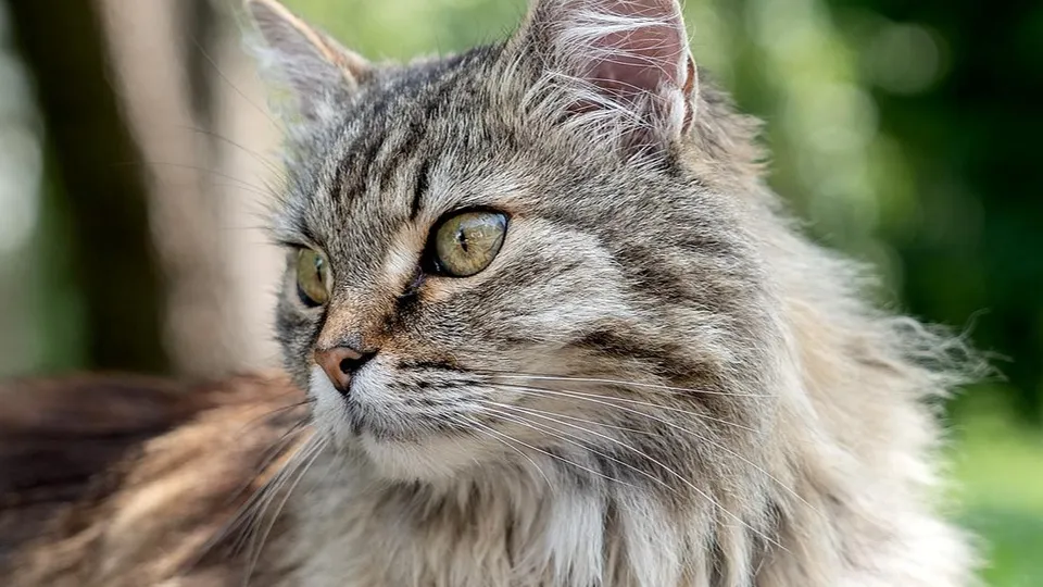 Фото: пресс-служба администрации г.о. Подольск