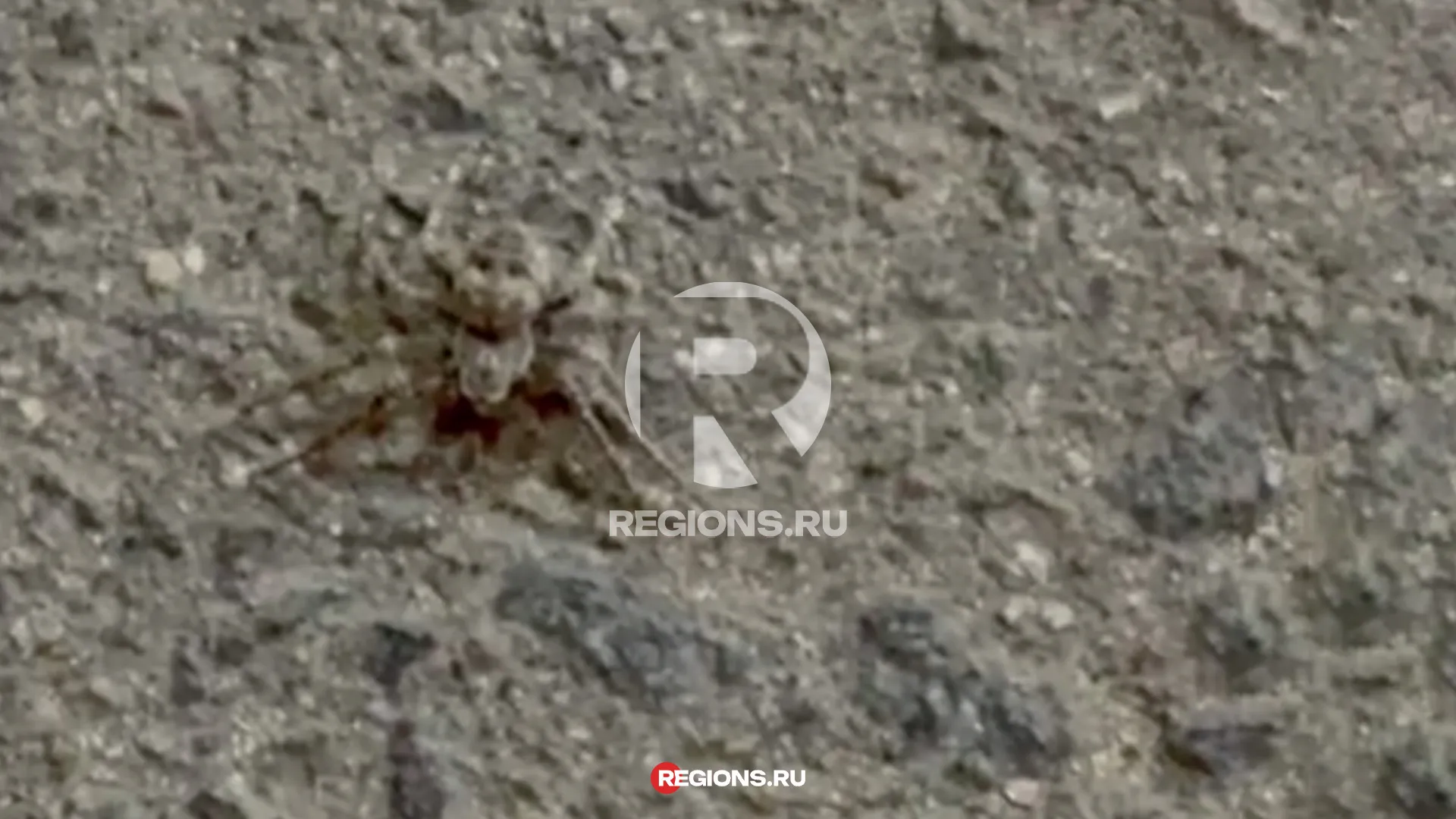 Фото: REGIONS/Илья Сенаторов