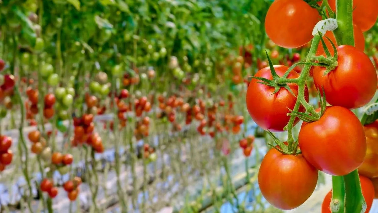 ООО «Агрокультура групп» (ГК «РОСТ»)