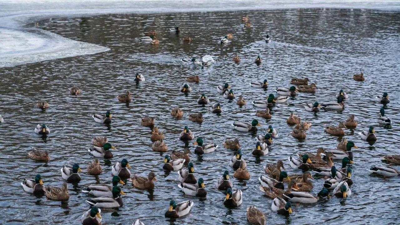 медиасток.рф