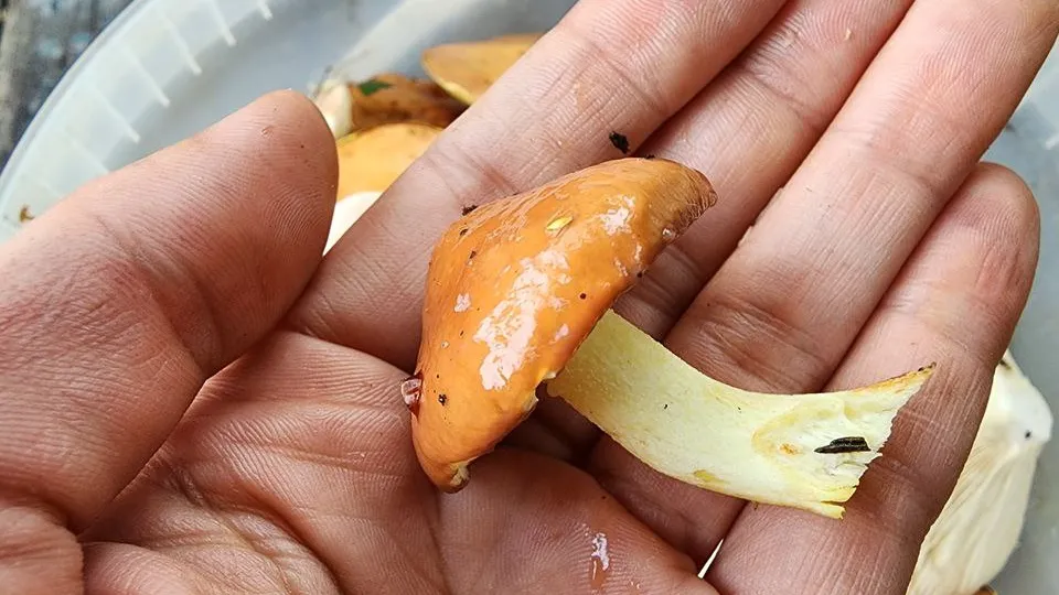 МедиаБанк Подмосковья/Ксения Пашуто