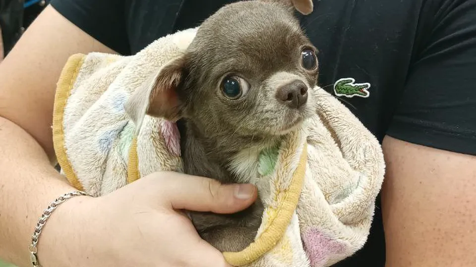 Фото: МедиаБанк Подмосковья/Марина Анисимова