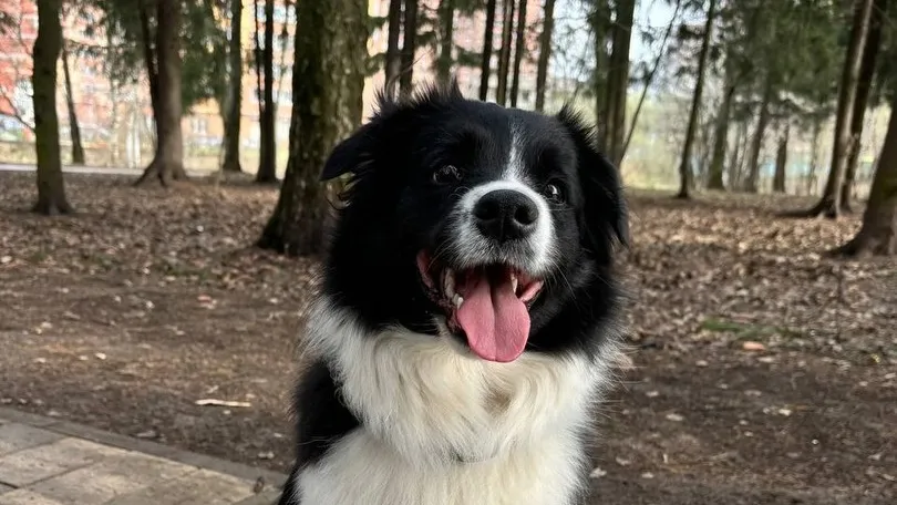 Фото: vk.com/lobnya_adm Администрация г.о. Лобня