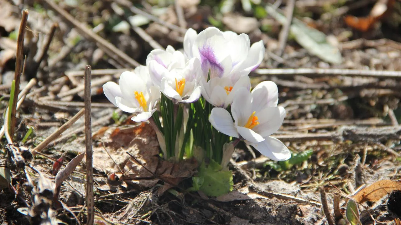 REGIONS/Василий Тремасов