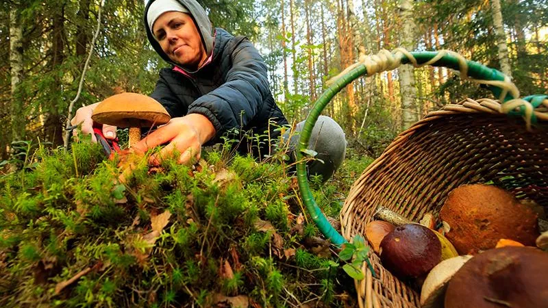 Грибной бум: эксперты рассказали, как перерабатывать беленькие, чтобы они принесли только пользу