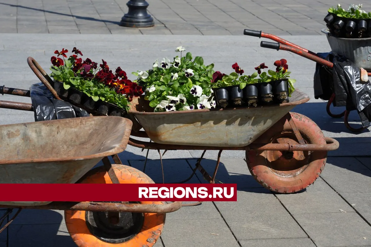Фото: REGIONS/Дмитрий Зайчиков