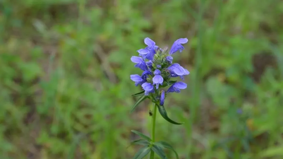 Фото: Природоохранный фонд «Верховье»