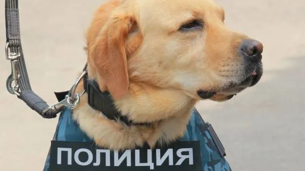 В Орловской области служебная собака помогла найти вора, укравшего зерно