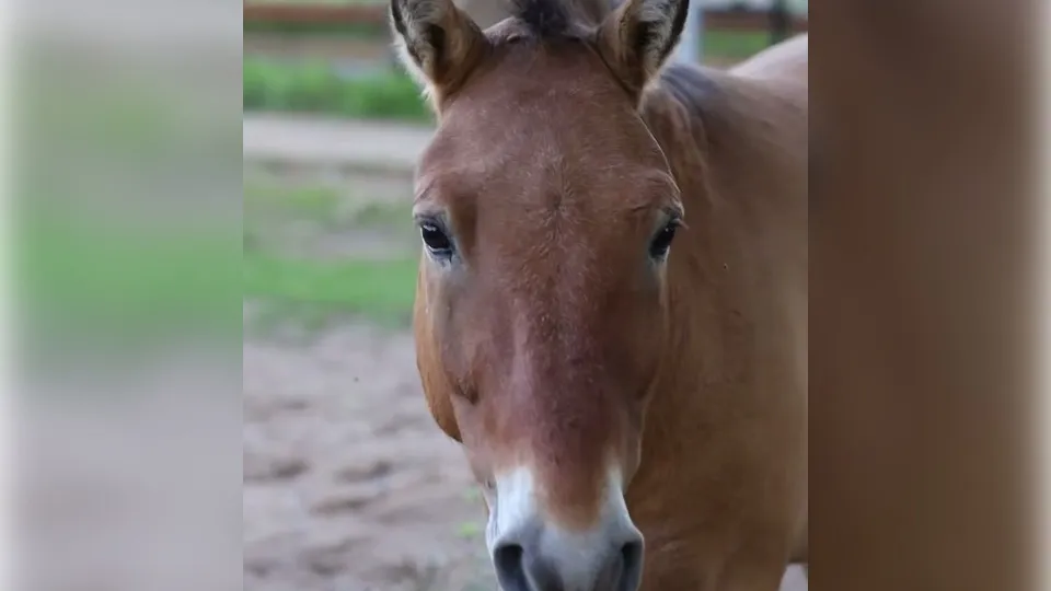 Фото: Центр воспроизводства редких видов животных