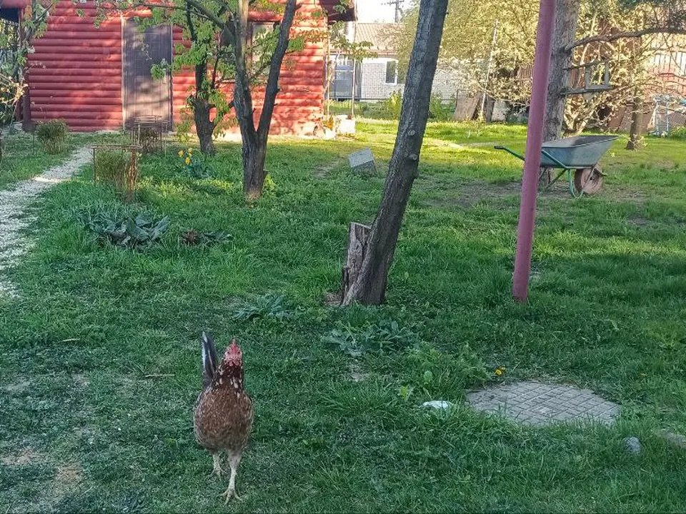 Фото: Надежда Чекалина