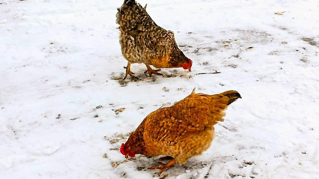 REGIONS/Наталья Пичугина