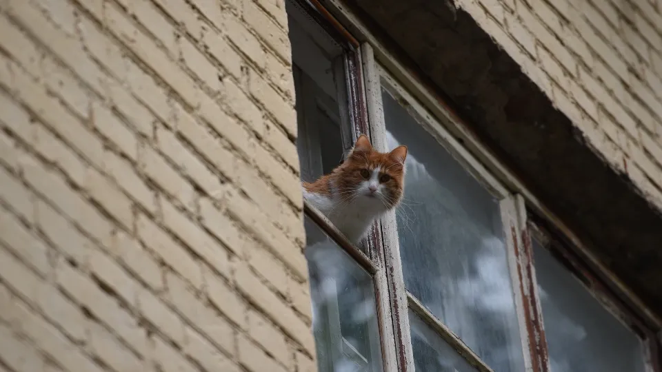 Фото: медиасток.рф