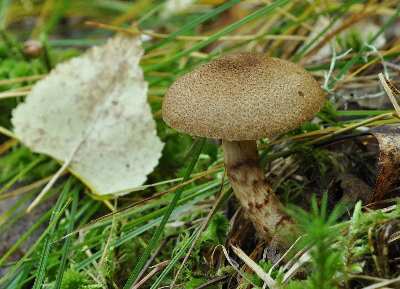 Паутинник чешуйчатый (Cortinarius pholideus)