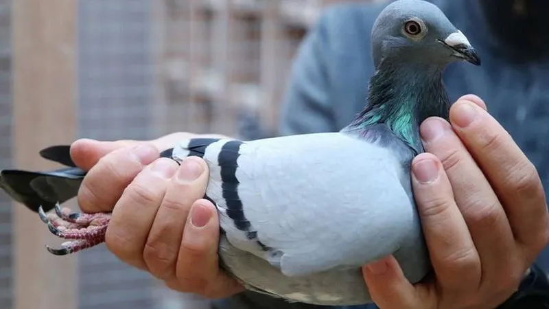 В Бельгии за гоночного голубя заплатили рекордные 1,9 млн долларов