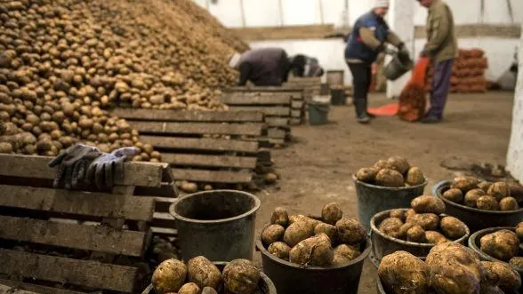 Более тонны картофеля раздали нуждающимся в Солнечногорске