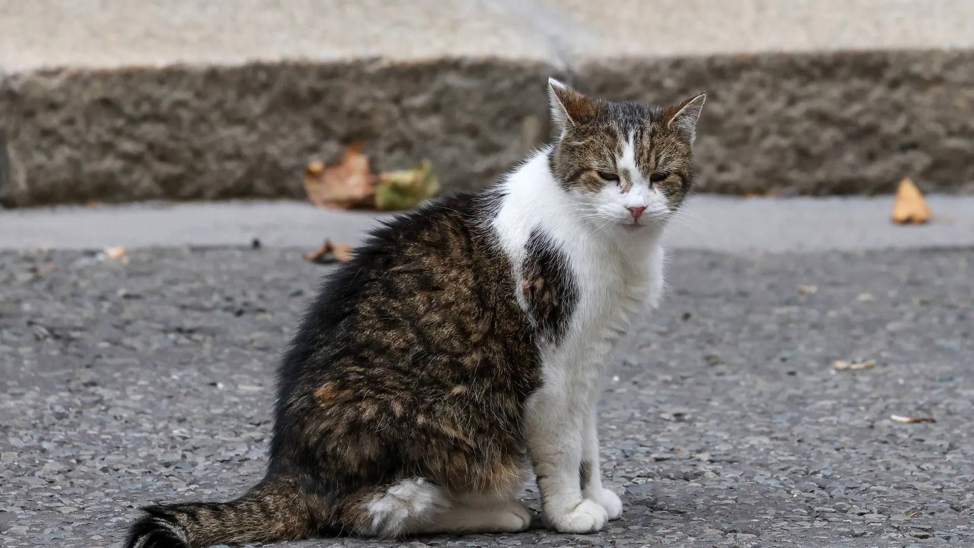 Dinendra Haria/Keystone Press Agency