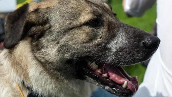 В Петербурге собаки загрызли женщину на промышленной базе