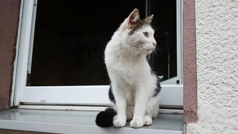 Бас поющего кота мешает спать жителям Клина