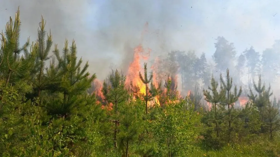 Фото: Комитет лесного хозяйства Московской области