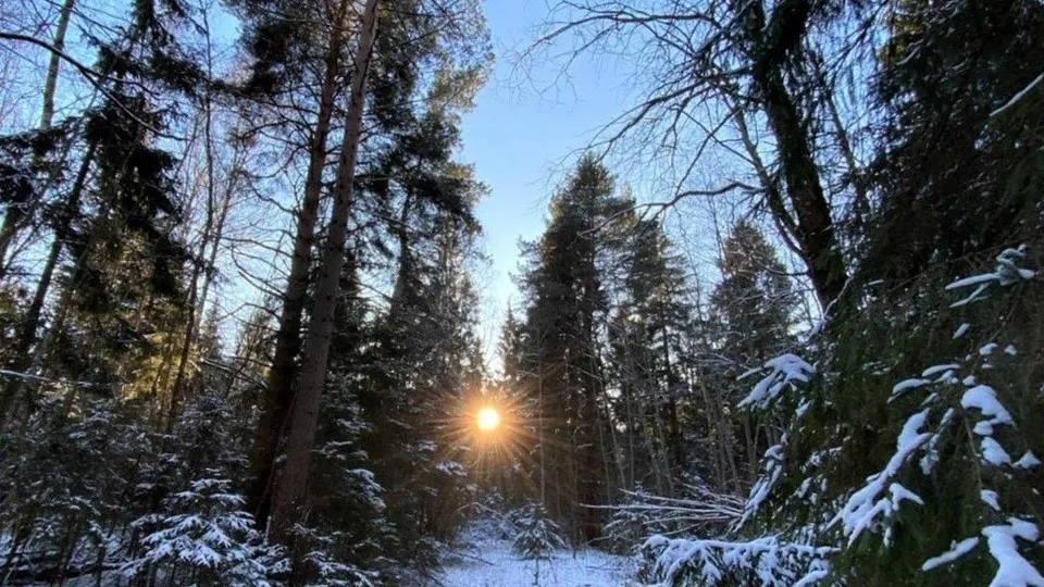 Фото: Комитет лесного хозяйства Московской области