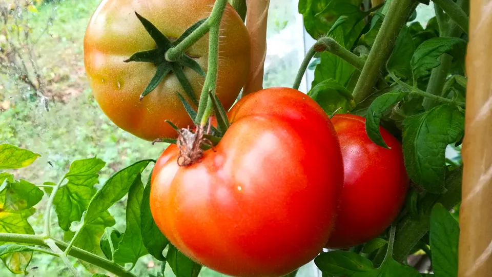 Фото: REGIONS/Дмитрий Кравцов