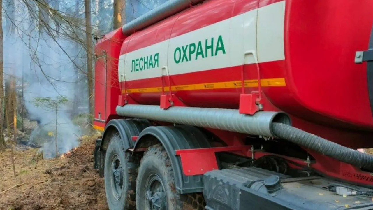 Фото: Комитет лесного хозяйства МО