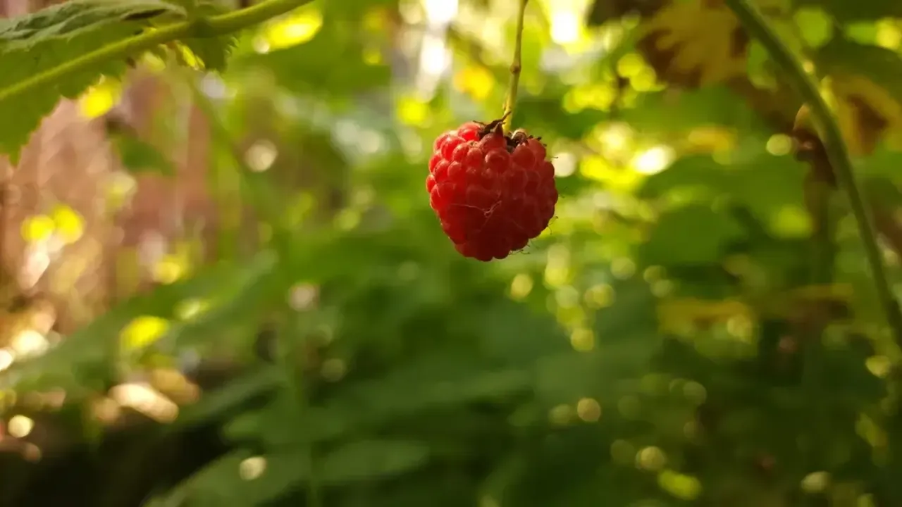 МедиаБанк Подмосковья/Ксения Пашуто