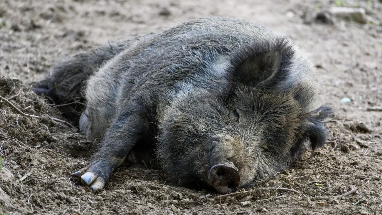 медиасток.рф