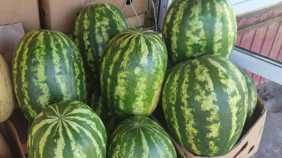 Фото: REGIONS/Наталия Надточая