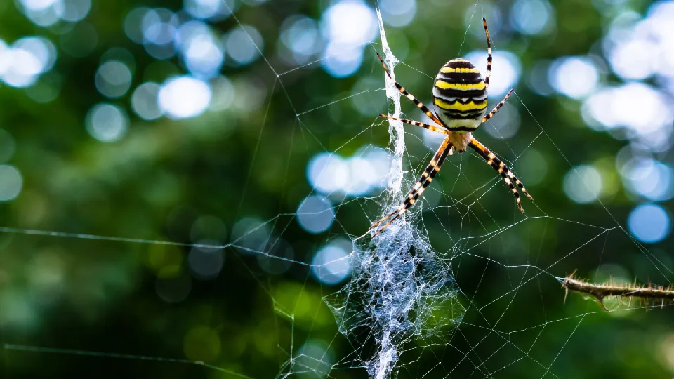 Фото: freepik.com