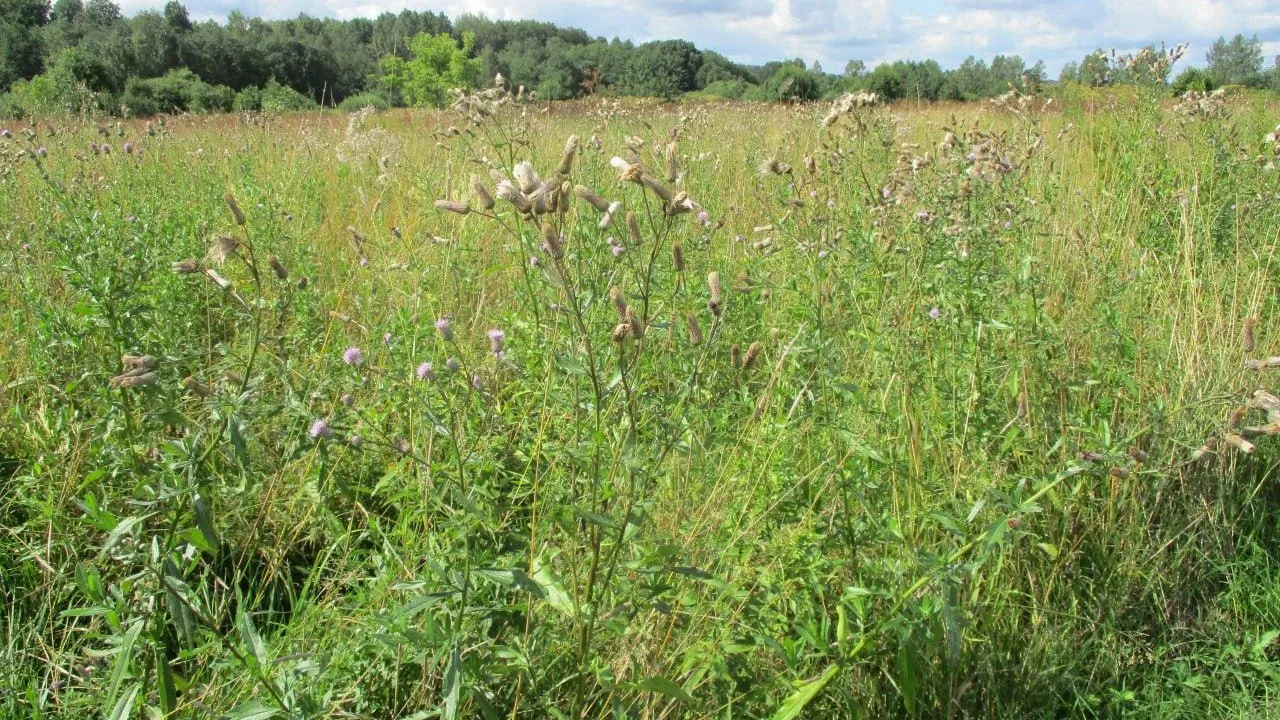 Минимущества МО