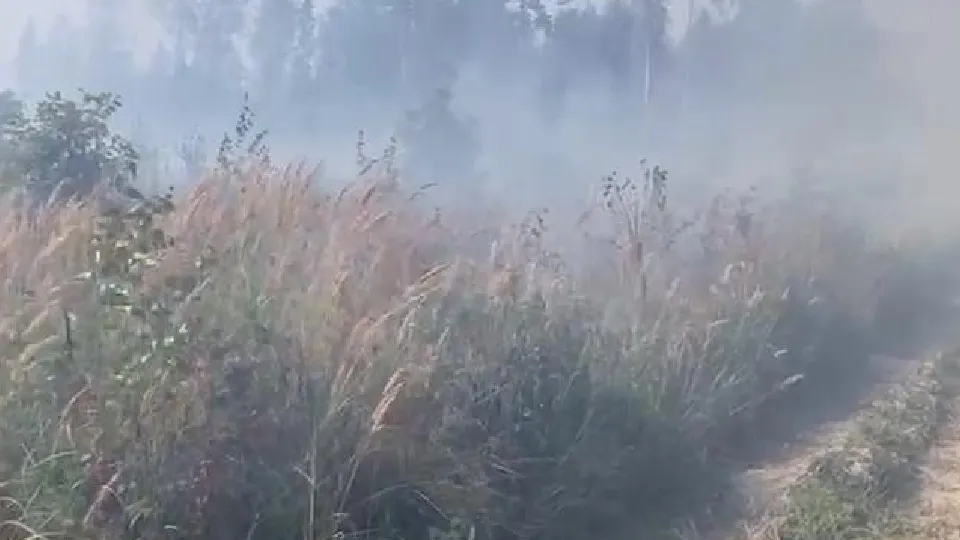 Фото: Комитет лесного хозяйства МО