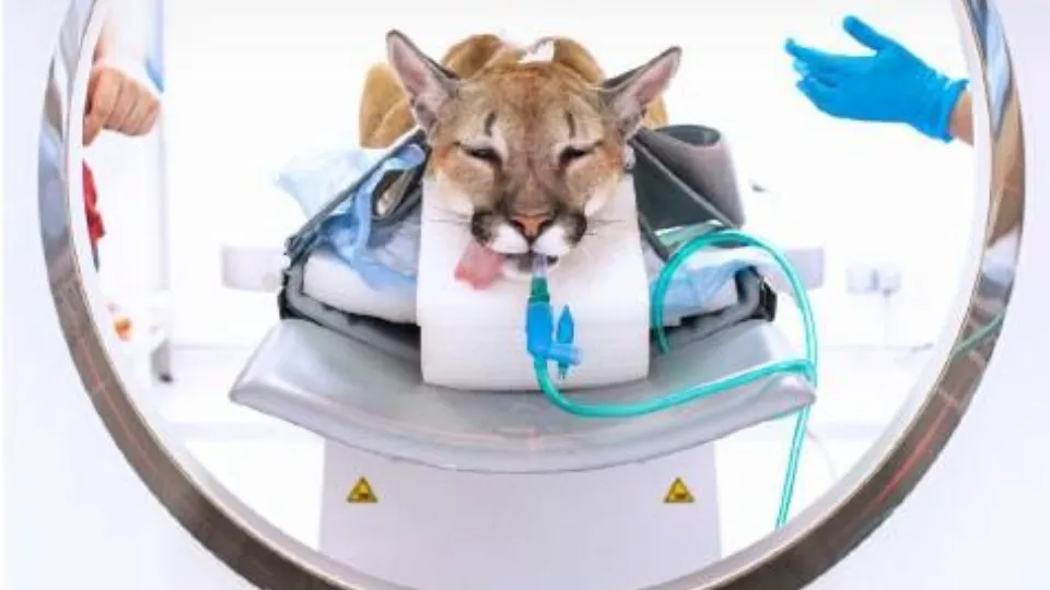 Фото: Skolkovo Vet