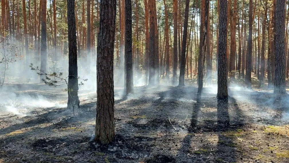 Жителям Подмосковья рассказали о лесопожарной обстановке