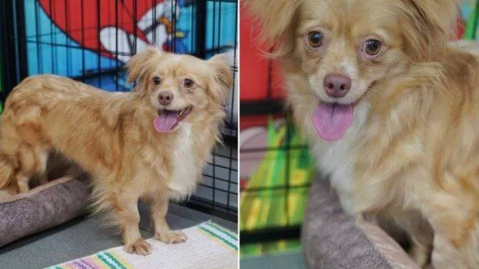 Фото: t.me/poiskminidog911