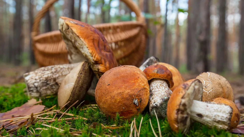 Фото: freepik.com