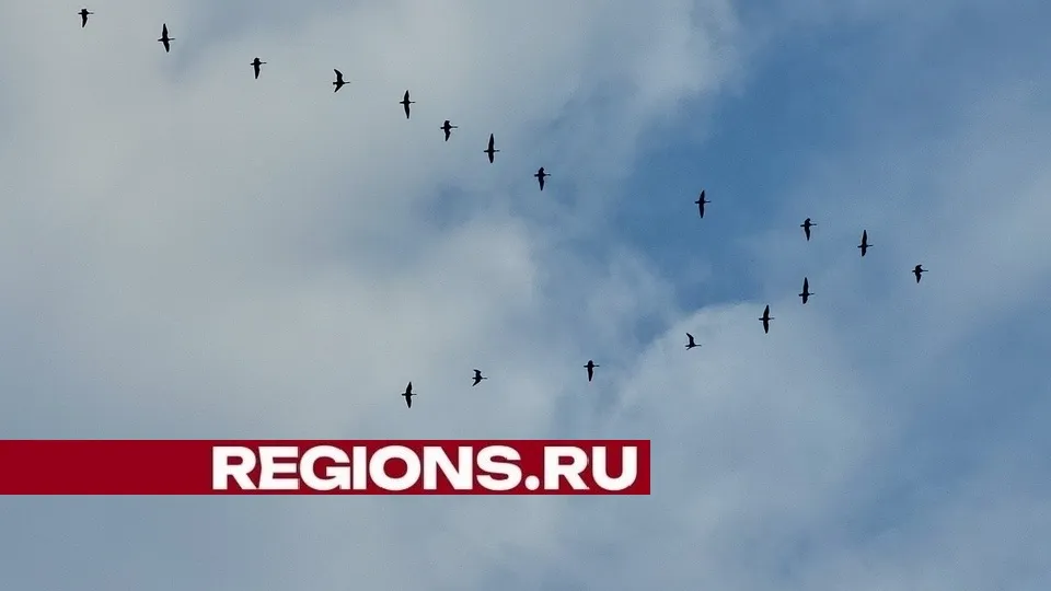 Фото: пресс-служба администрации городского округа Луховицы