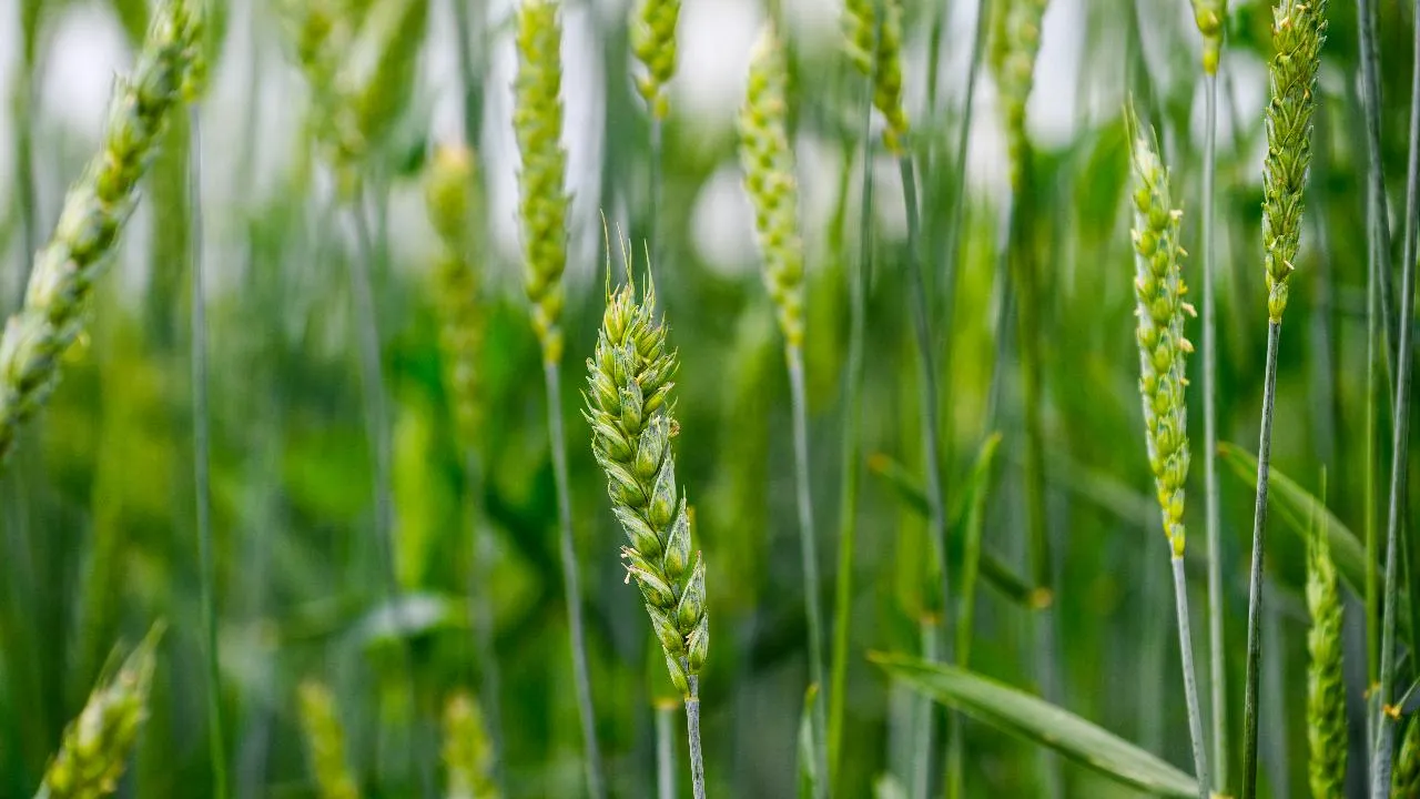 В Подмосковье площадь сева озимых культур составила почти 98 тыс. га