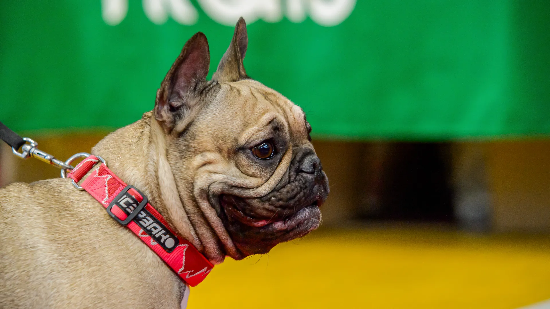 Богородский. Ногинск. Выставка собак всех пород