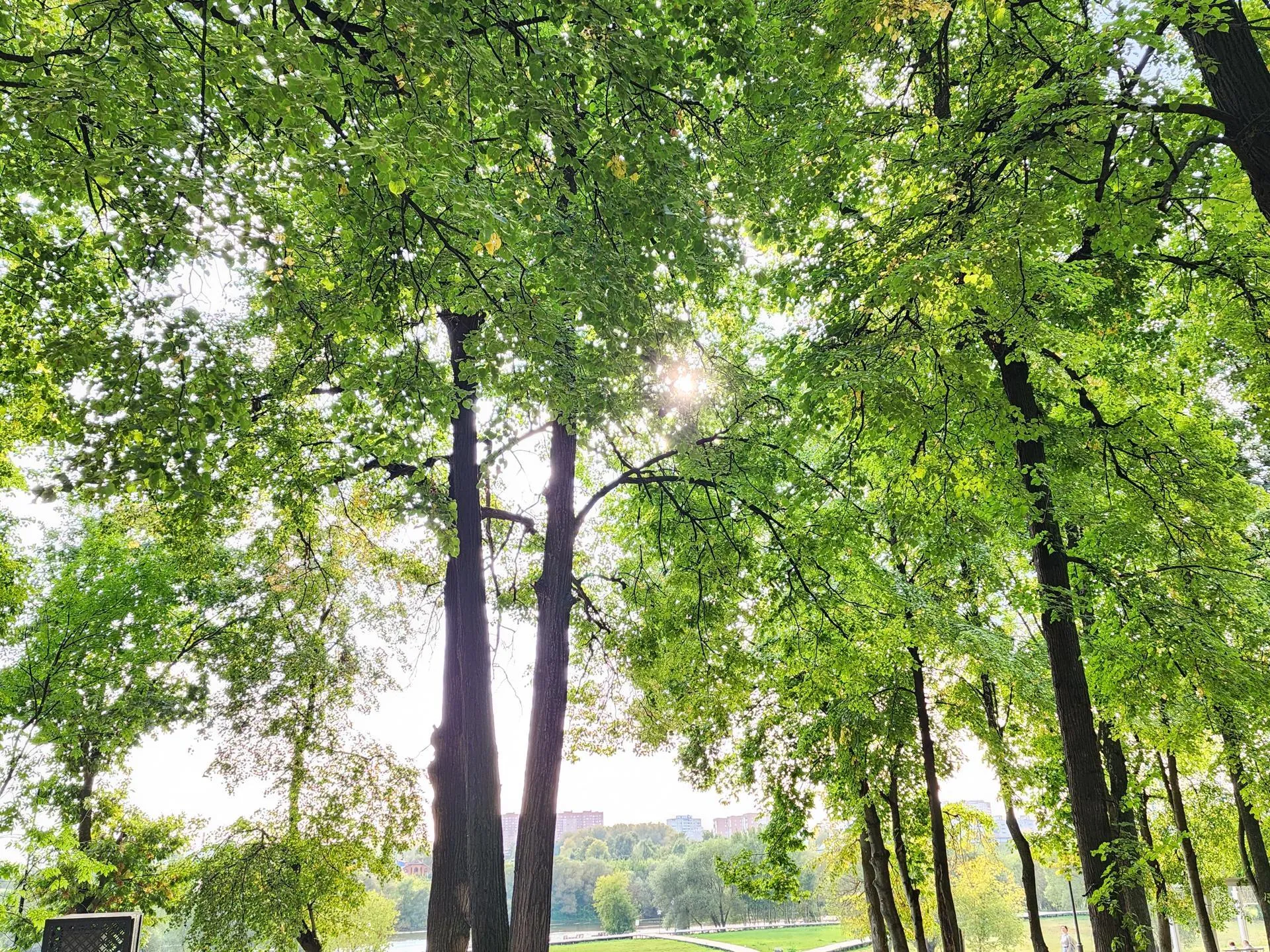 Светлана Плотникова