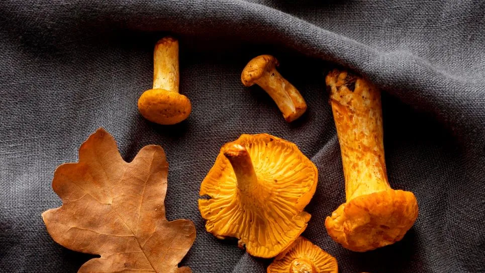 Фото: freepik.com