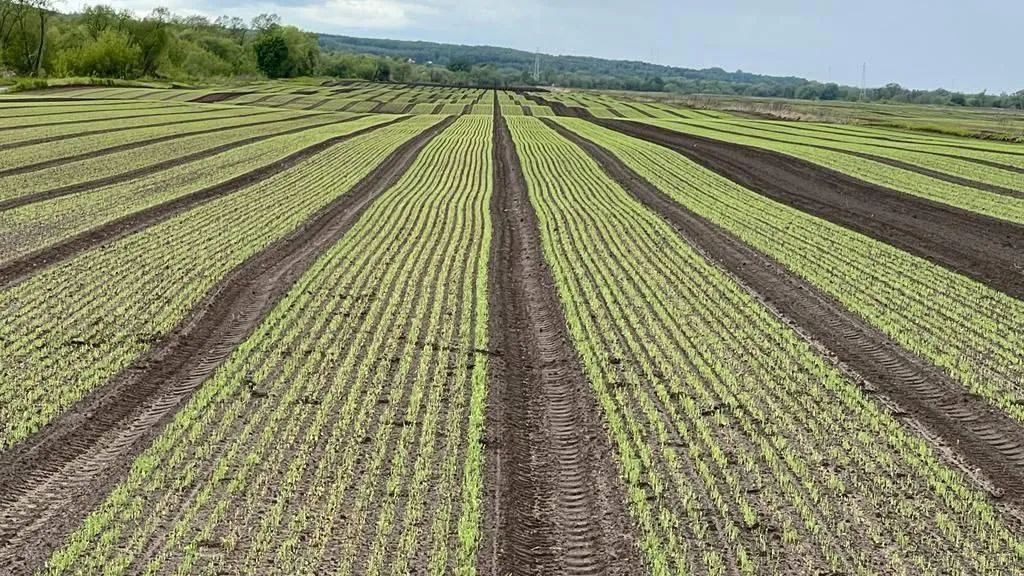 Фото: МИНИСТЕРСТВО СЕЛЬСКОГО ХОЗЯЙСТВА И ПРОДОВОЛЬСТВИЯ МОСКОВСКОЙ ОБЛАСТИ