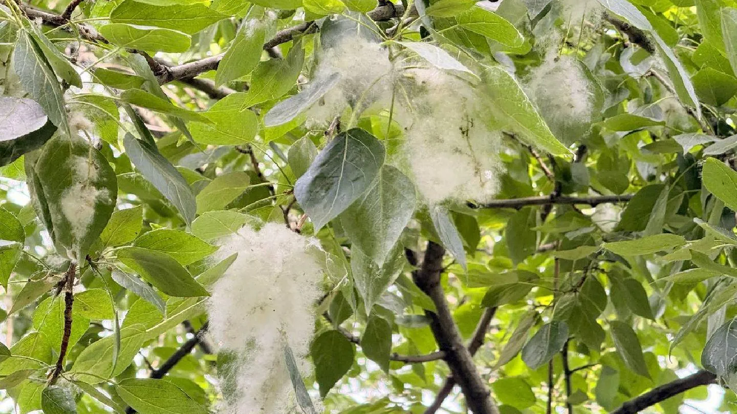 МедиаБанк Подмосковья/Ксения Казакова