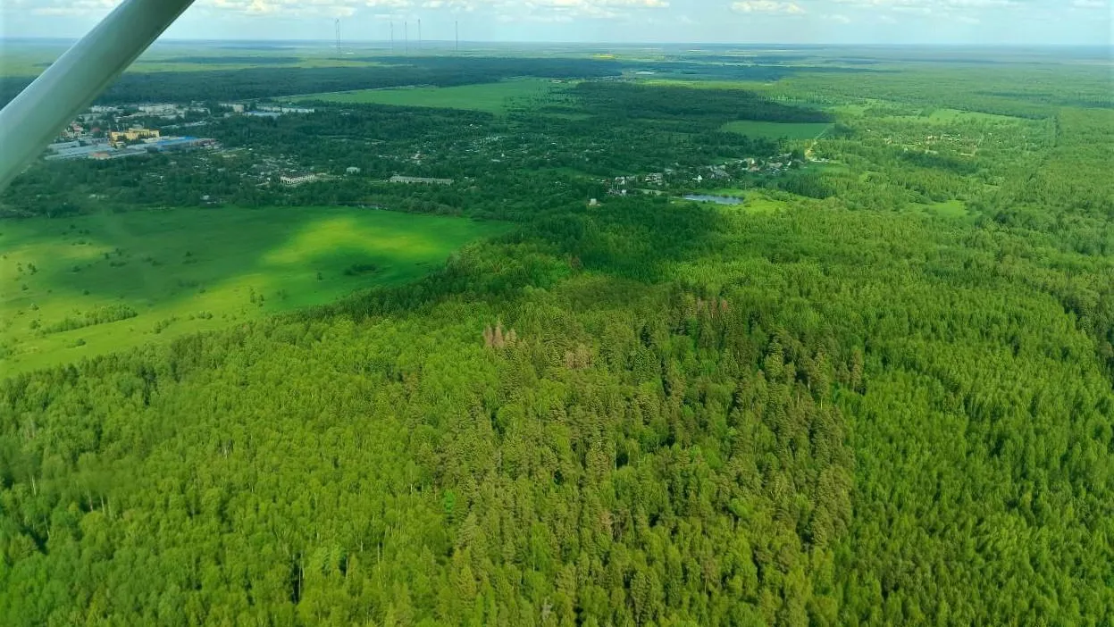 Фото: Комитет лесного хозяйства МО