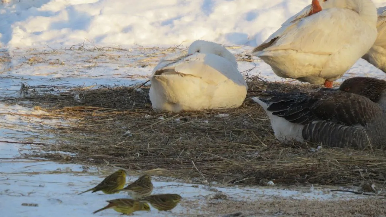 Ферма Цветковых