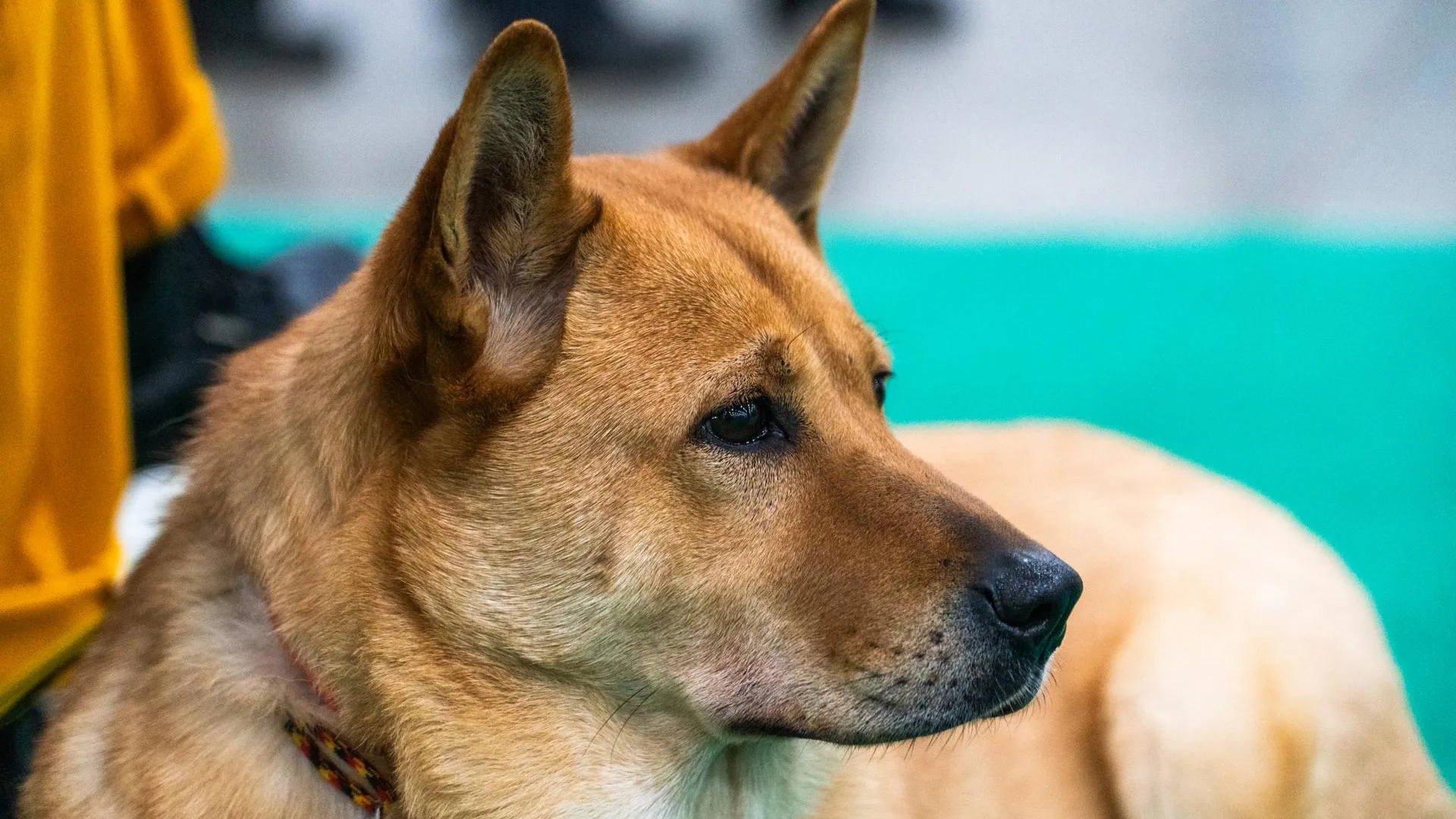 В Нижегородской области подвели итоги регистрации домашних животных