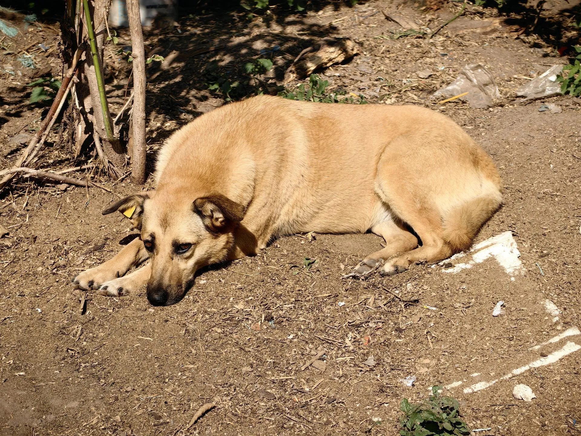 Елена Катасонова